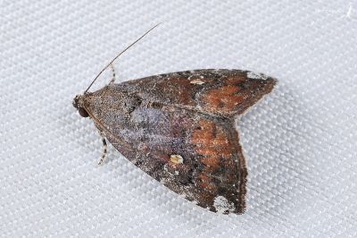 星衛翅夜蛾 Amyna stellata 雄蟲