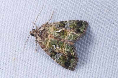 綠構夜蛾 Koyaga virescens 雄蟲
