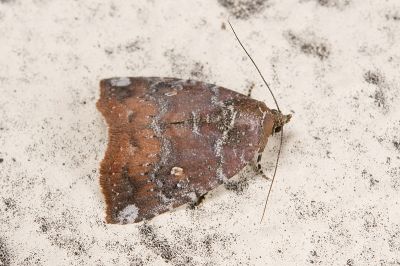 星衛翅夜蛾 Amyna stellata 雌蟲