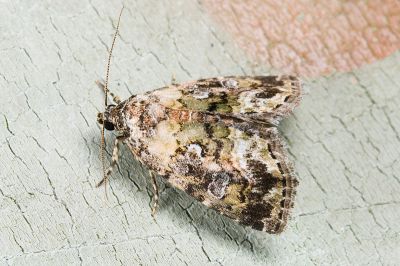 綠構夜蛾 Koyaga virescens 雄蟲
