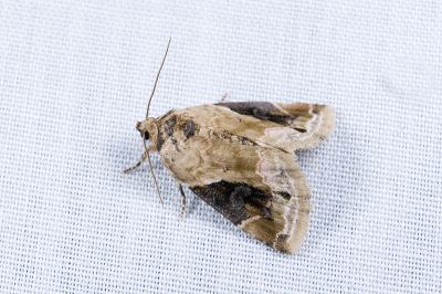 臺灣擬沼夜蛾 Pseudodeltote subcoenia 雄蟲