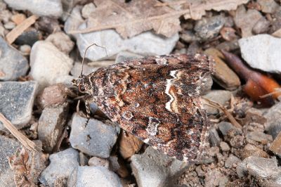 紅杉夜蛾 Sugia rufa 雄蟲