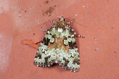 臺灣構夜蛾 Koyaga viriditincta 雄蟲