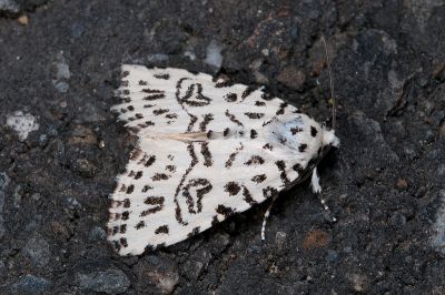 太魯閣維夜蛾 Wittstrotia taroko 雄蟲