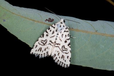 太魯閣維夜蛾 Wittstrotia taroko 雄蟲