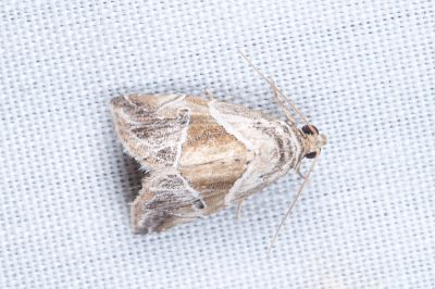 分瑙夜蛾 Maliattha separata 雄蟲