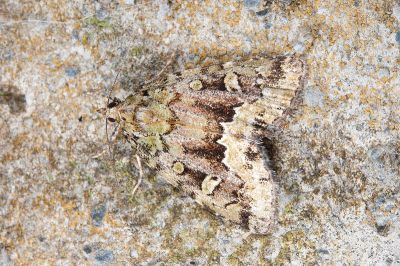 寶島擬沼夜蛾 Pseudodeltote formosana 雌蟲