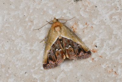 桃紅瑙夜蛾 Maliattha volodia 雄蟲