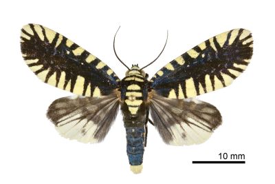 輻射夜蛾 Apsarasa radians 雄蟲