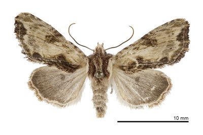 忠雄貍夜蛾 Lithopolia tadaokanoi 雌蟲
