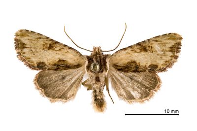 忠雄貍夜蛾 Lithopolia tadaokanoi 雄蟲