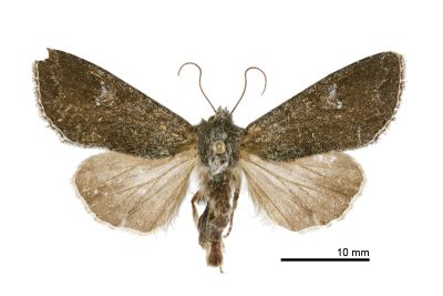 大禹嶺甘藍夜蛾 Mamestra tayulingensis 雌蟲