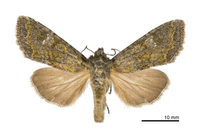 大禹嶺甘藍夜蛾 Mamestra tayulingensis 雄蟲