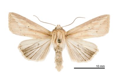 輻秘夜蛾 Mythimna radiata 雌蟲