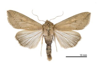 分秘夜蛾 Mythimna separata 雄蟲