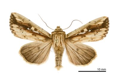 波秘夜蛾 Mythimna sinuosa 雄蟲