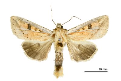 白緣秘夜蛾 Mythimna albomarginata rubea 雄蟲