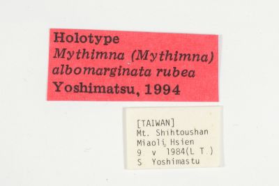 白緣秘夜蛾 Mythimna albomarginata rubea