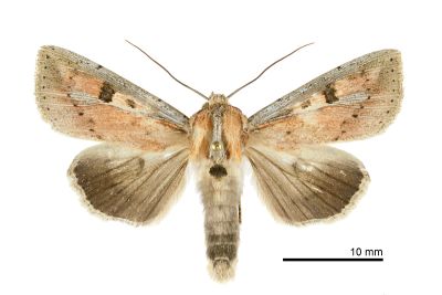 白緣秘夜蛾 Mythimna albomarginata rubea 雄蟲