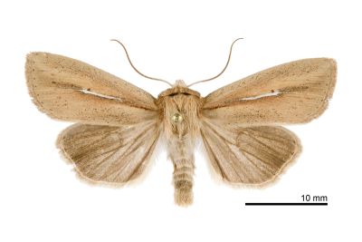 阿里山秘夜蛾 Mythimna arizanensis 雄蟲