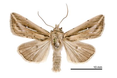 白頷秘夜蛾 Mythimna bistrigata 雄蟲