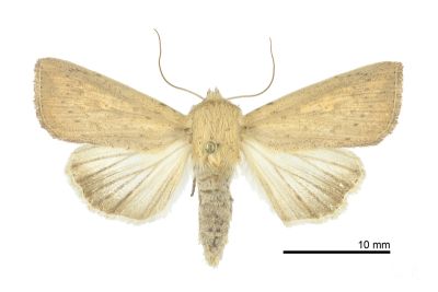 寶島秘夜蛾 Mythimna formosana 雌蟲