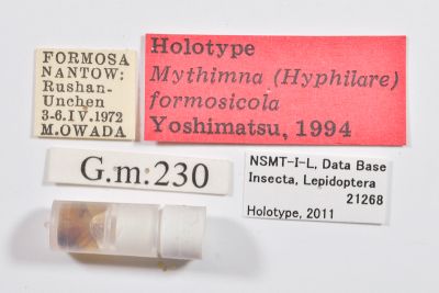 褐緋秘夜蛾 Mythimna formosicola