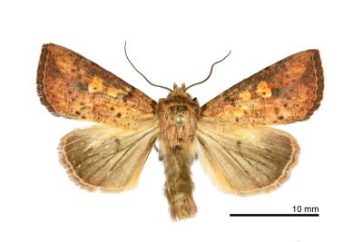 炙秘夜蛾 Mythimna hannemanni 雄蟲