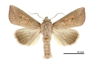 紫頷秘夜蛾 Mythimna purpurpatagis 雄蟲
