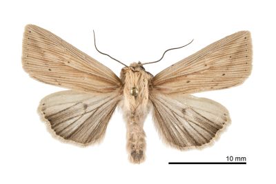 輻秘夜蛾 Mythimna radiata 雄蟲