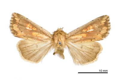 廬山秘夜蛾 Mythimna rushanensis 雄蟲