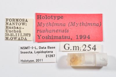 廬山秘夜蛾 Mythimna rushanensis