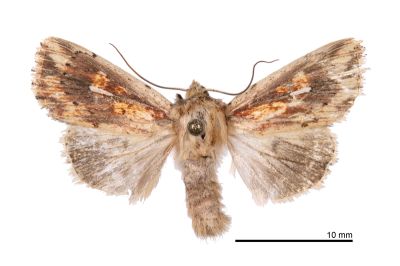廬山秘夜蛾 Mythimna rushanensis 雄蟲