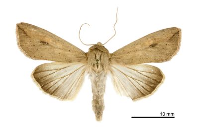 分秘夜蛾 Mythimna separata 雌蟲