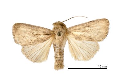 Mythimna simillima 雄蟲