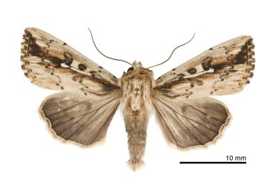 波秘夜蛾 Mythimna sinuosa 雄蟲
