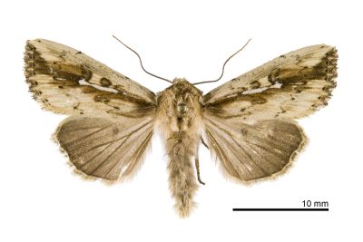 波秘夜蛾 Mythimna sinuosa 雄蟲