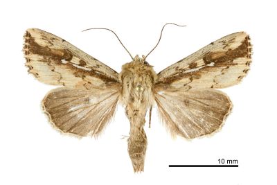 波秘夜蛾 Mythimna sinuosa 雄蟲