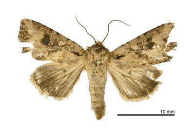 Mythimna stolida 雄蟲