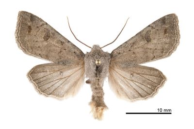灰褐安尼夜蛾 Anorthoa plumbeata 雄蟲