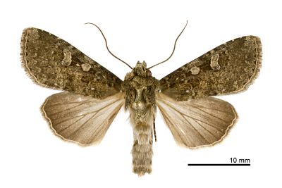 巒大山夜蛾 Apospasta rantaizanensis 雄蟲