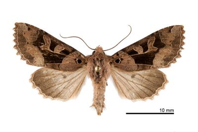 金棒鬚夜蛾 Clavipalpula aurariae formosana 雌蟲