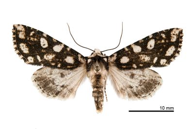 顯斑夜蛾 Houlberthosia ornatissima ornatissima 雌蟲