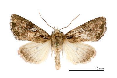 白斑狸夜蛾 Lithopolia albistigma 雄蟲