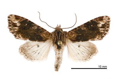 黑狸夜蛾 Lithopolia confusa confusa 雌蟲