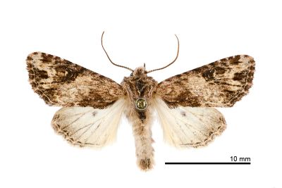 黑狸夜蛾 Lithopolia confusa confusa 雄蟲