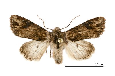 黑狸夜蛾 Lithopolia confusa confusa 雄蟲