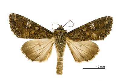 甘藍夜蛾 Mamestra brassicae 雄蟲