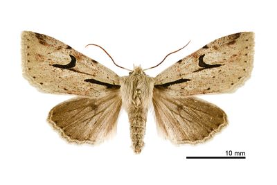 鉤紋夢尼夜蛾 Orthosia atriluna 雌蟲