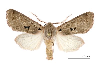 聯夢尼夜蛾 Orthosia carnipennis 雄蟲